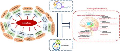 Brain-protective mechanisms of autophagy associated circRNAs: Kick starting self-cleaning mode in brain cells via circRNAs as a potential therapeutic approach for neurodegenerative diseases